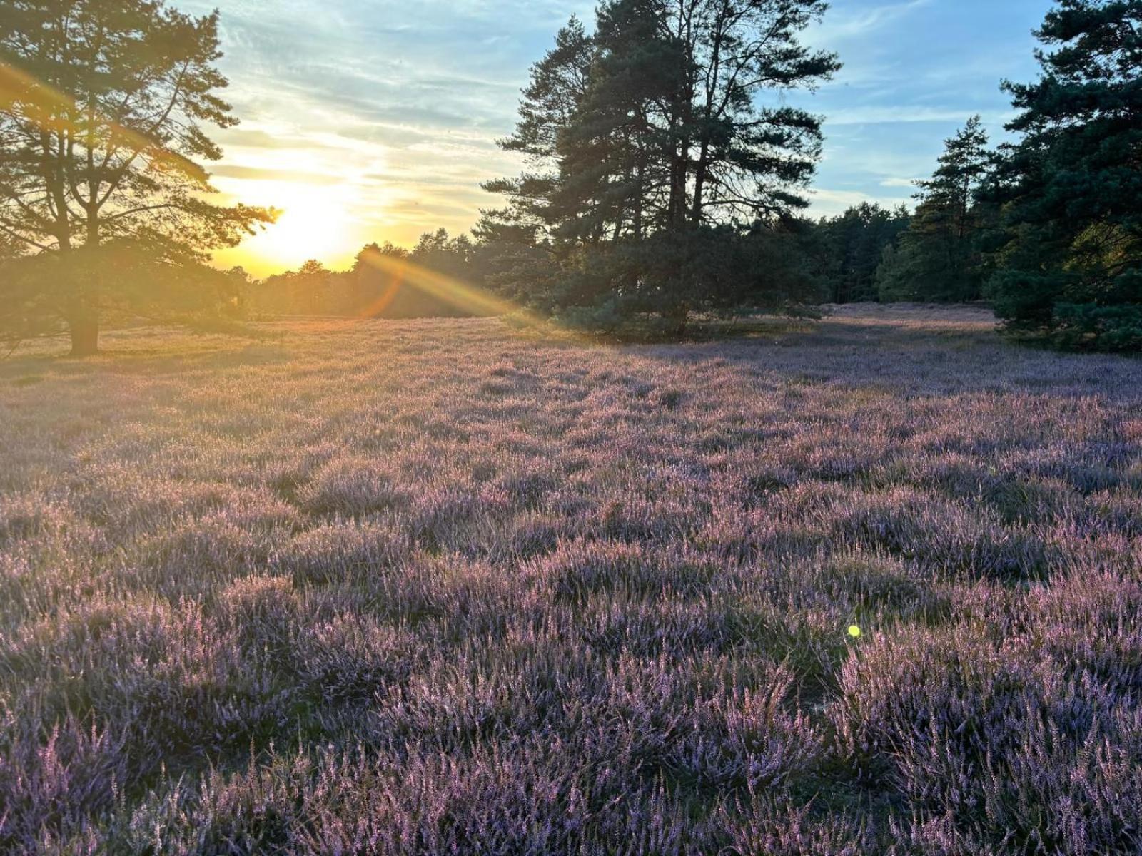 Heidegut Eschede Reitsportanlage Und Feriendorf Exteriér fotografie